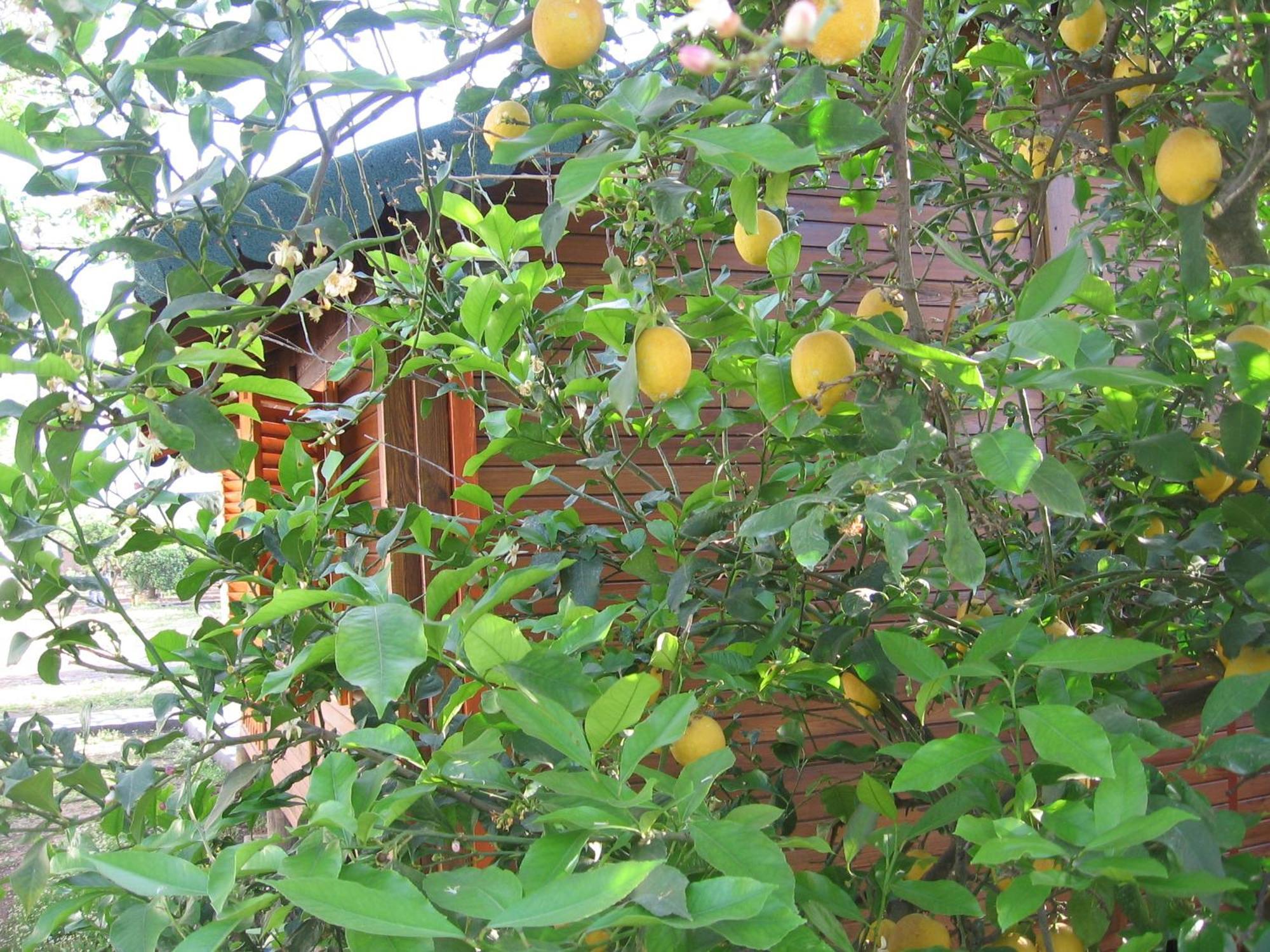 Ugur Pansiyon Bungalows Çıralı Ngoại thất bức ảnh